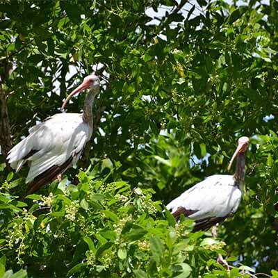 Birds in Crane Point Hammock